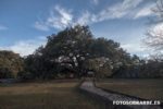 Encina milenaria de lecina - La Castañera