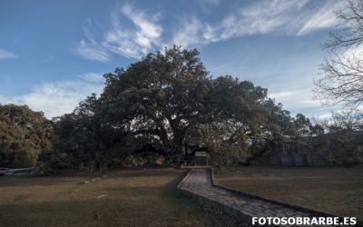 Encina milenaria de lecina - La Castañera