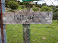 Cartel Gallisué