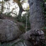 Cueva del Anís
