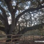Camales encina milenaria lecina
