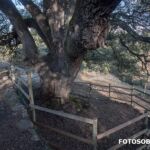 foto base tronco encina milenaria lecina