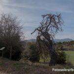 Majuelo de Las Bellostas Majuelo de Las Bellostas