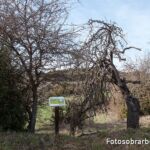 Majuelo de Las Bellostas Majuelo de Las Bellostas