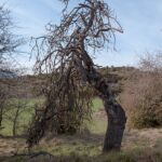 Majuelo de Las Bellostas Majuelo de Las Bellostas