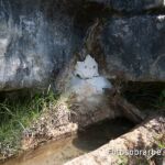 23077644 fuente gato moriello 23077644 fuente gato moriello