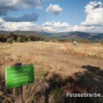 23098293 escultura jabali troncedo 23098293 escultura jabali troncedo