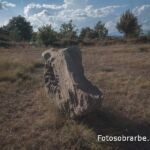 23098296 escultura jabali troncedo 23098296 escultura jabali troncedo